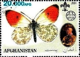 Butterflies