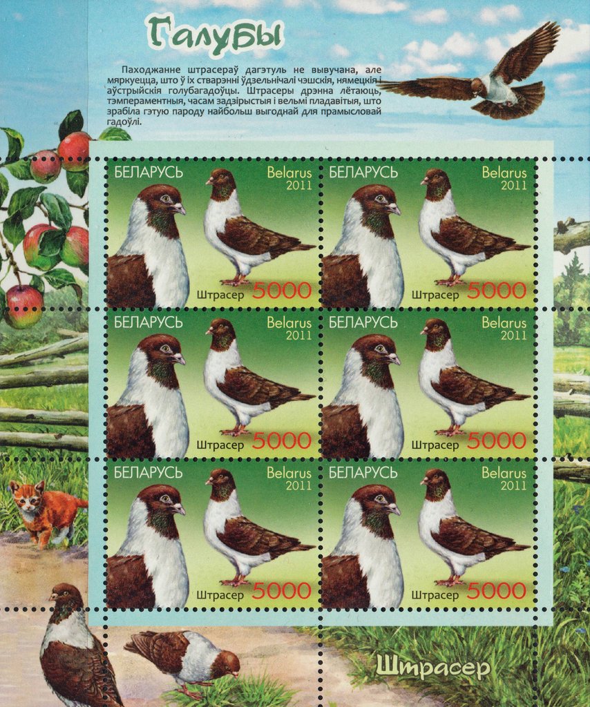 Strasser Dove (Columba livia forma domestica)