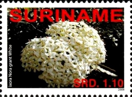 Ixora Nora grant White