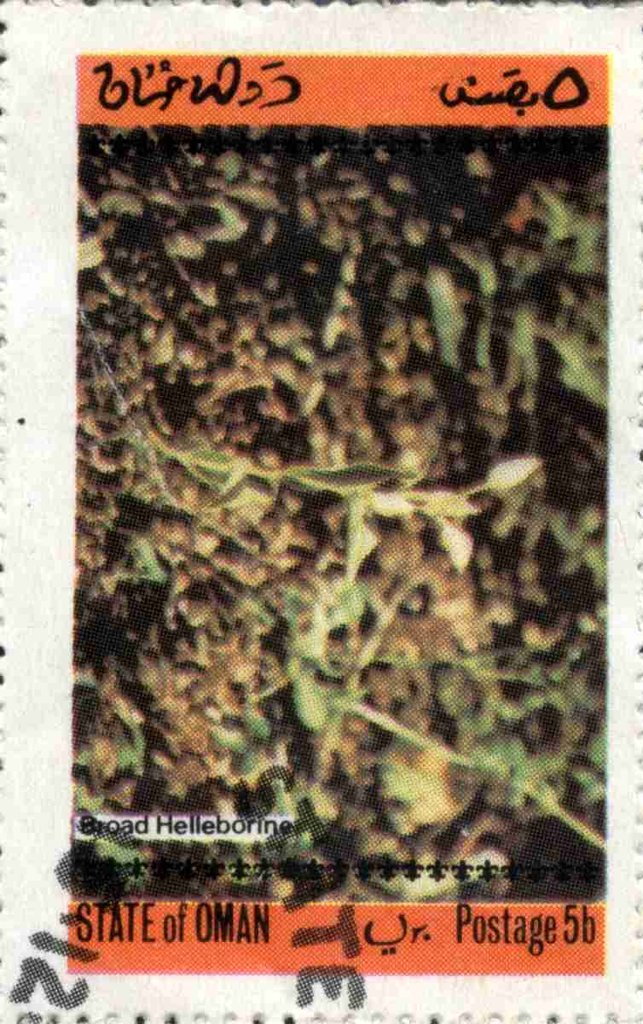 Broad Helleborine