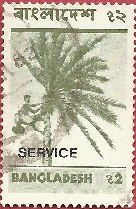 Collecting date palm juice