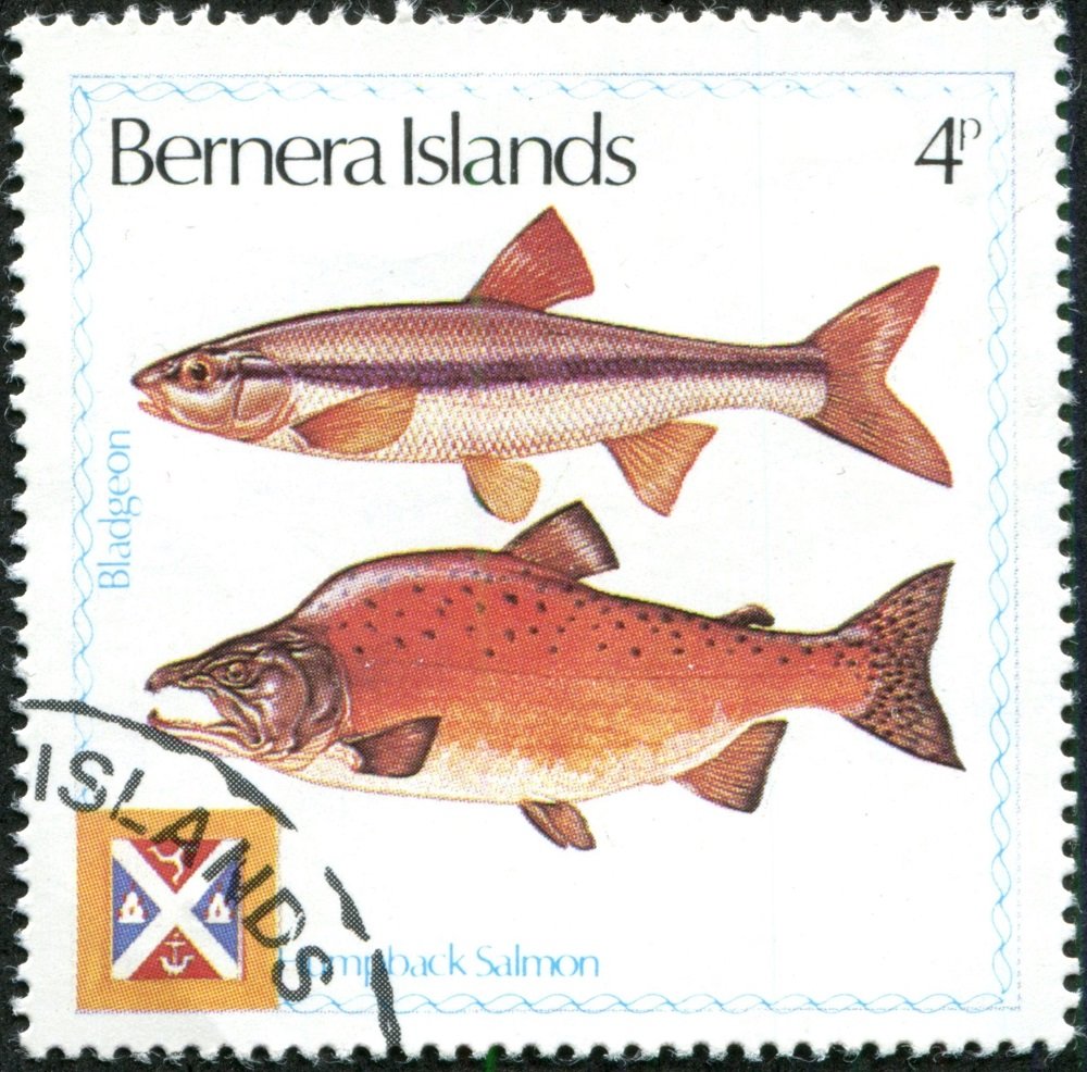 Humpback Salmon, Bladgeon