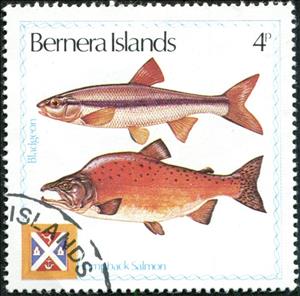 Stamp, Humpback Salmon, Bladgeon, Cinderellas,  , Animals (Fauna), Fishes