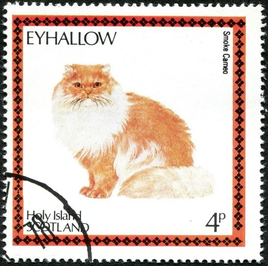 Smoke Cameo (Felis silvestris catus)