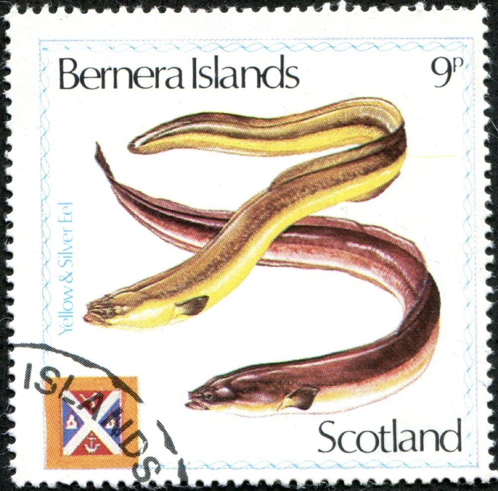 Yellow and Silver Eel