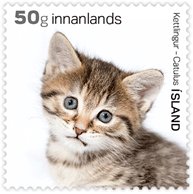 Domestic Cat (Felis silvestris catus)