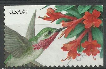 Calliope Hummingbird (Selasphorus Calliope), Firebush Hamel
