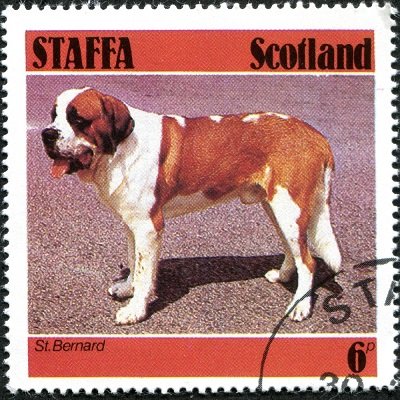 St.Bernard