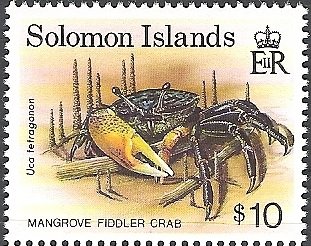 Tetragonal Fiddler Crab (Uca tetragonon)