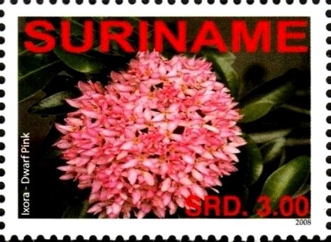 Ixora-Dwarf Pink