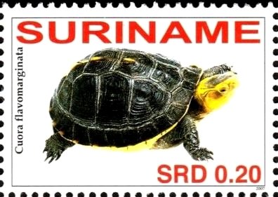 Cuora flavomarginata