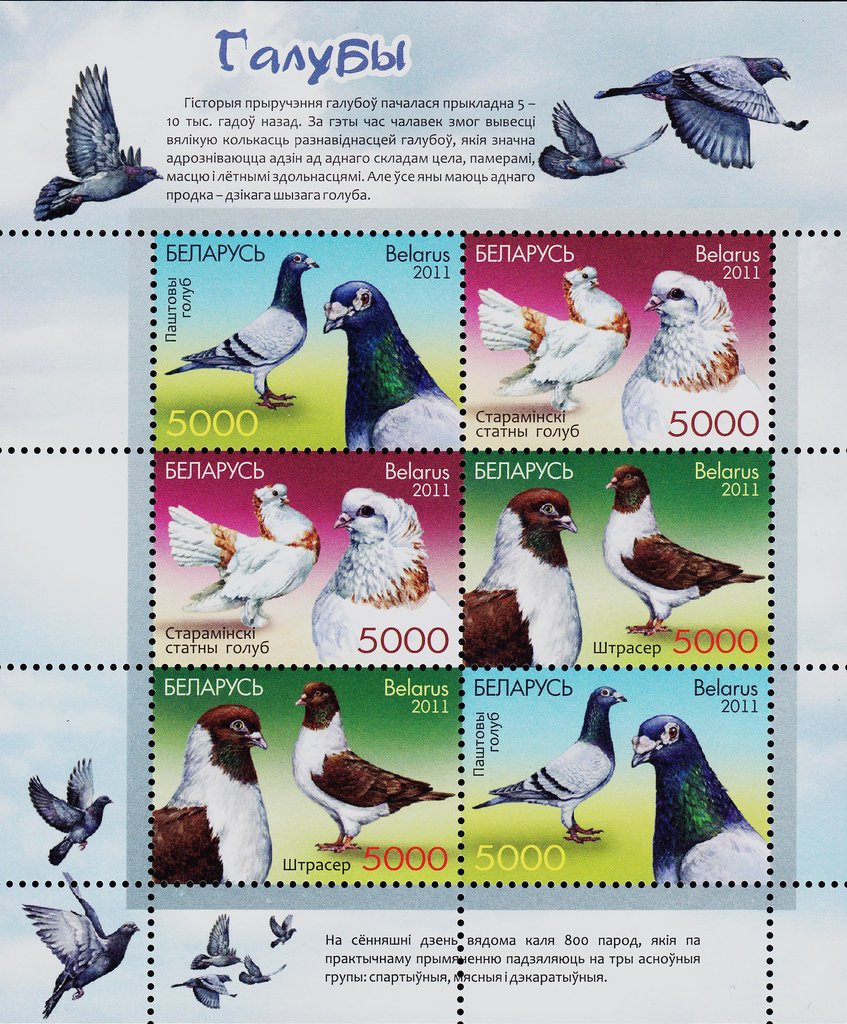 Pigeons
