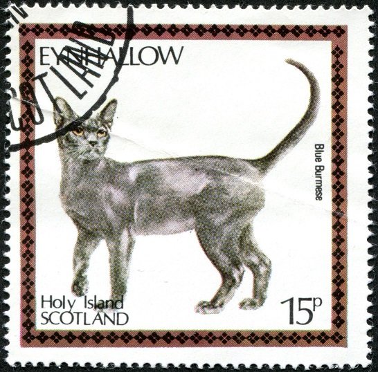 Bue Burmese (Felis silvestris catus)