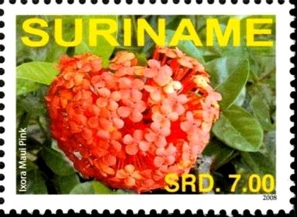 Ixora Maui Pink
