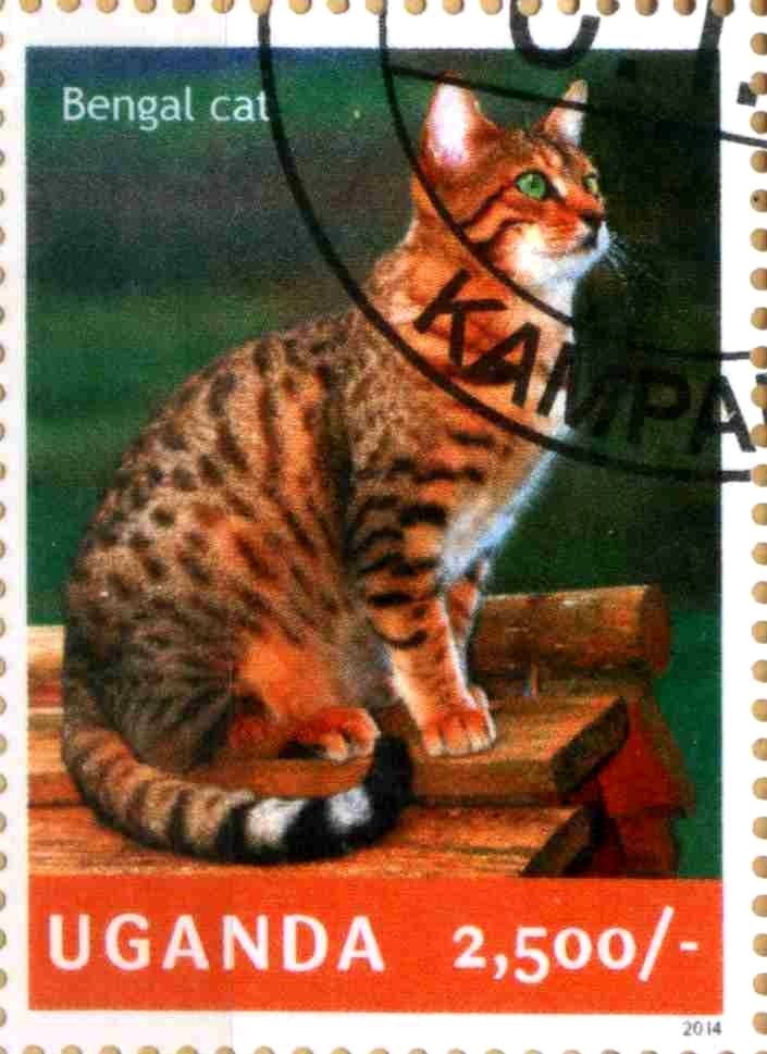 Bengal cat