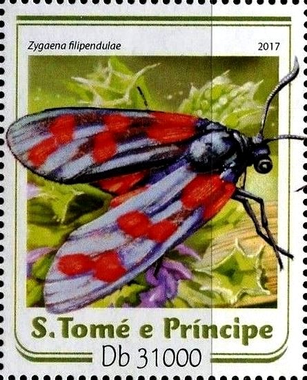 Zygaena filipendulae