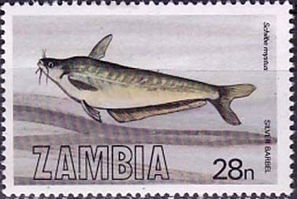 Schilbe mystus