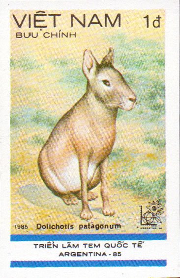 Patagonian Mara (Dolichotis patagonum)