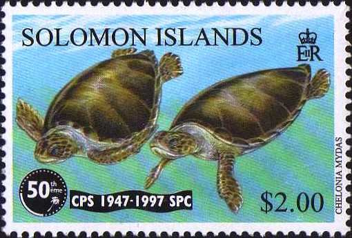 Pair Of Turtles Swimming