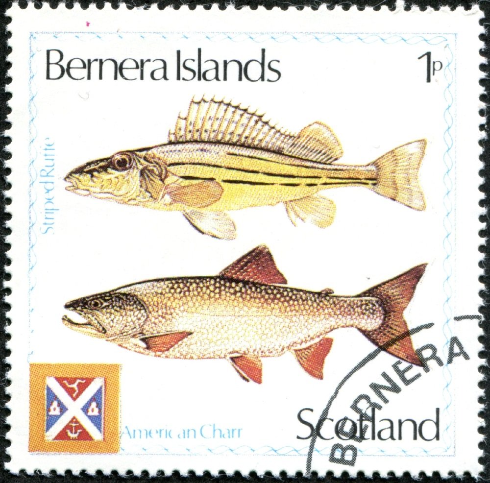 Striped Ruffe, American Charr