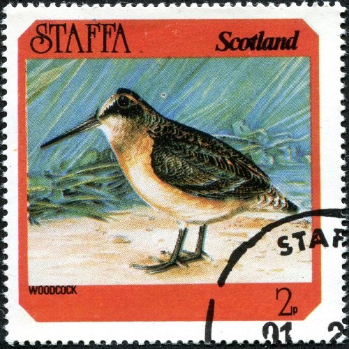 Woodcock (Scolopax minor)