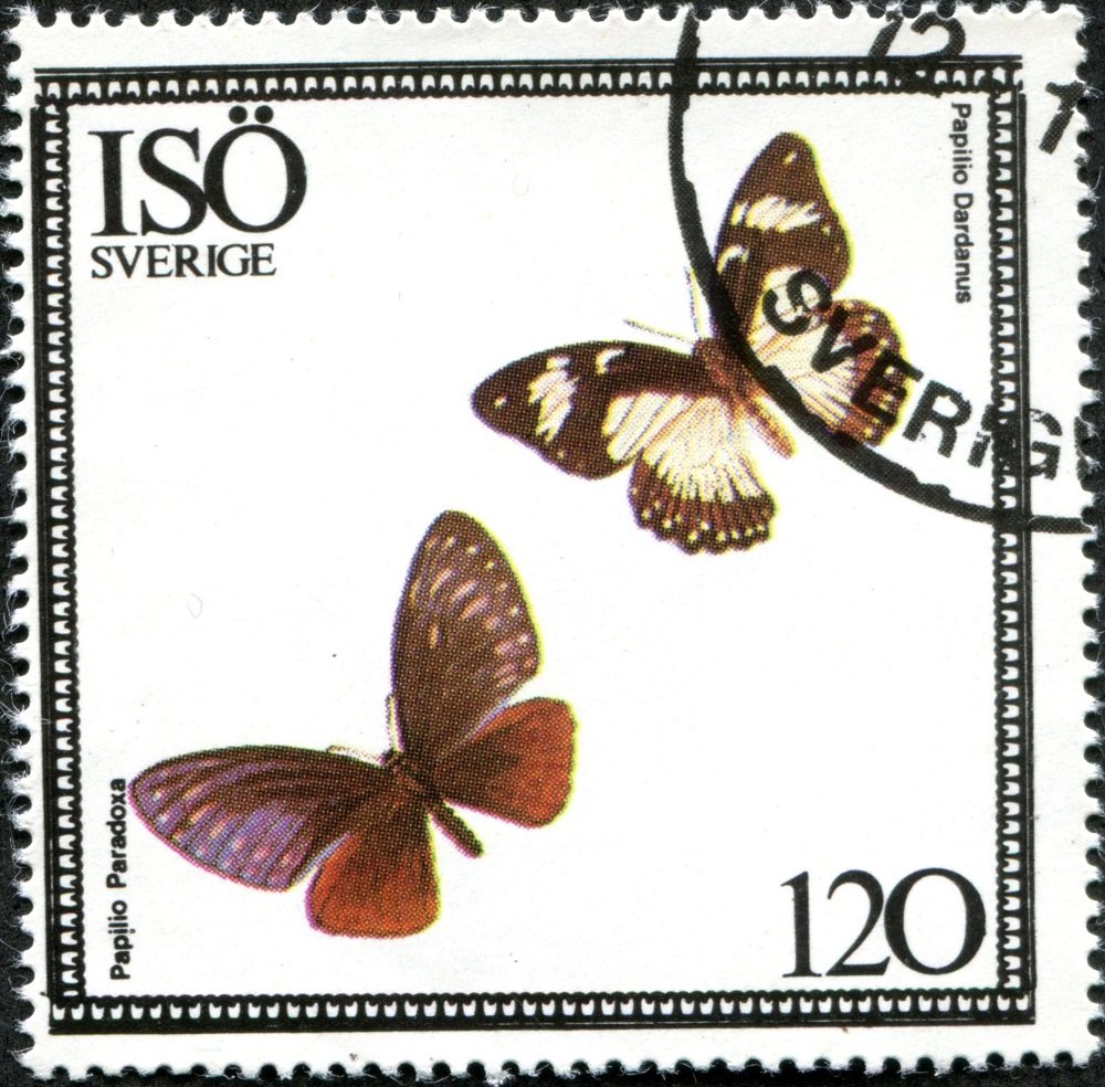 Papilio paradoxa, Papilio dardanus