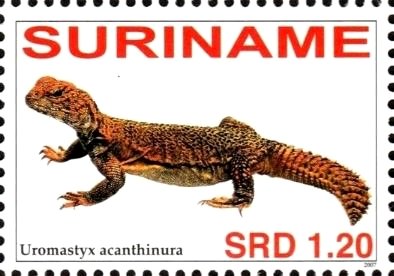 Uromastyx acanthinurus