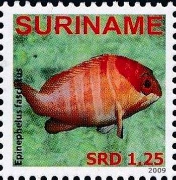 Epinephelus fasciatus