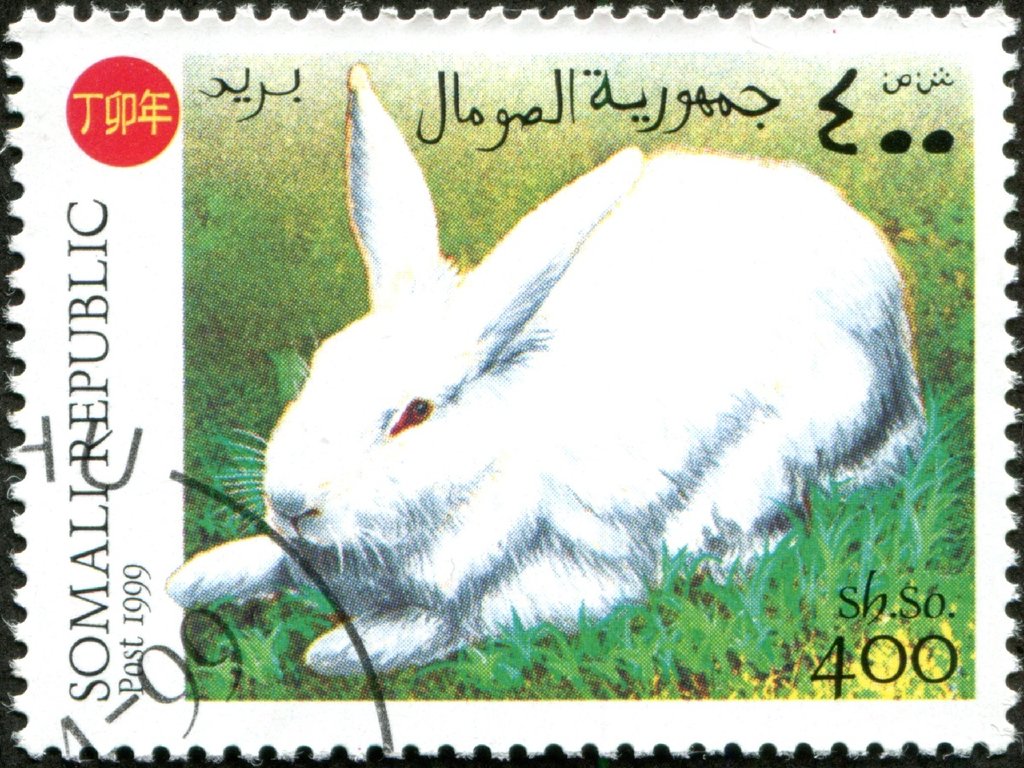 Rabbits