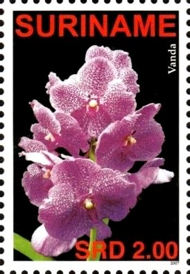 Vanda