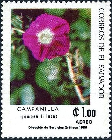 Ipomoea liliacea