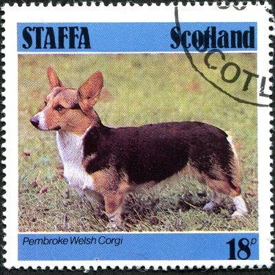 Pembroke Welsh Corgi
