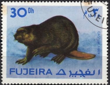 Beaver