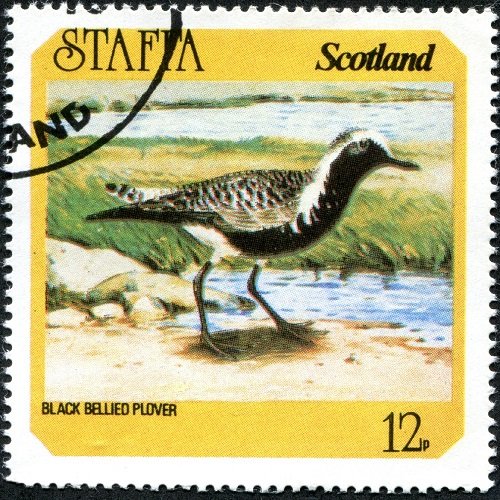 Black Bellied Plover (Pluvialis squatarola)