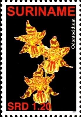 Odontocidium