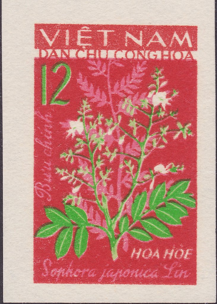 Pagoda - Tree (sophora Japonica Lin)