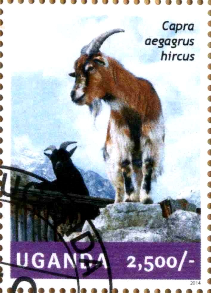 Capra aegagrus hircus