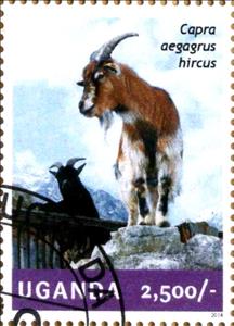 Stamp, Capra aegagrus hircus, Uganda,  , Goats