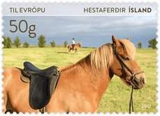 Iceland Horse (Equus ferus caballus)