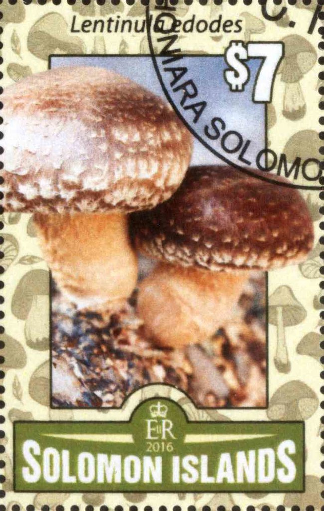 Lentinula edodes