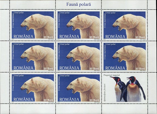 Polar Bear (Ursus maritimus)