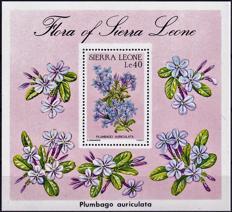Plumbago auriculata
