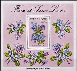 Souvenir Sheet, Plumbago auriculata, Sierra Leone,  , Flowers, Plants (Flora)