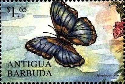 Morpho patroclus