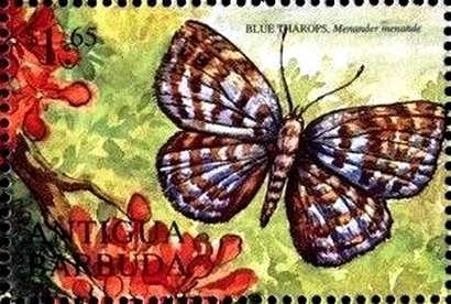 Blue tharops