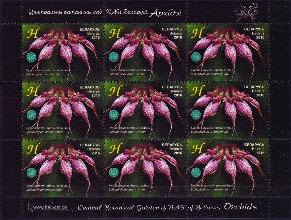 Bulbophyllum ornatissimum