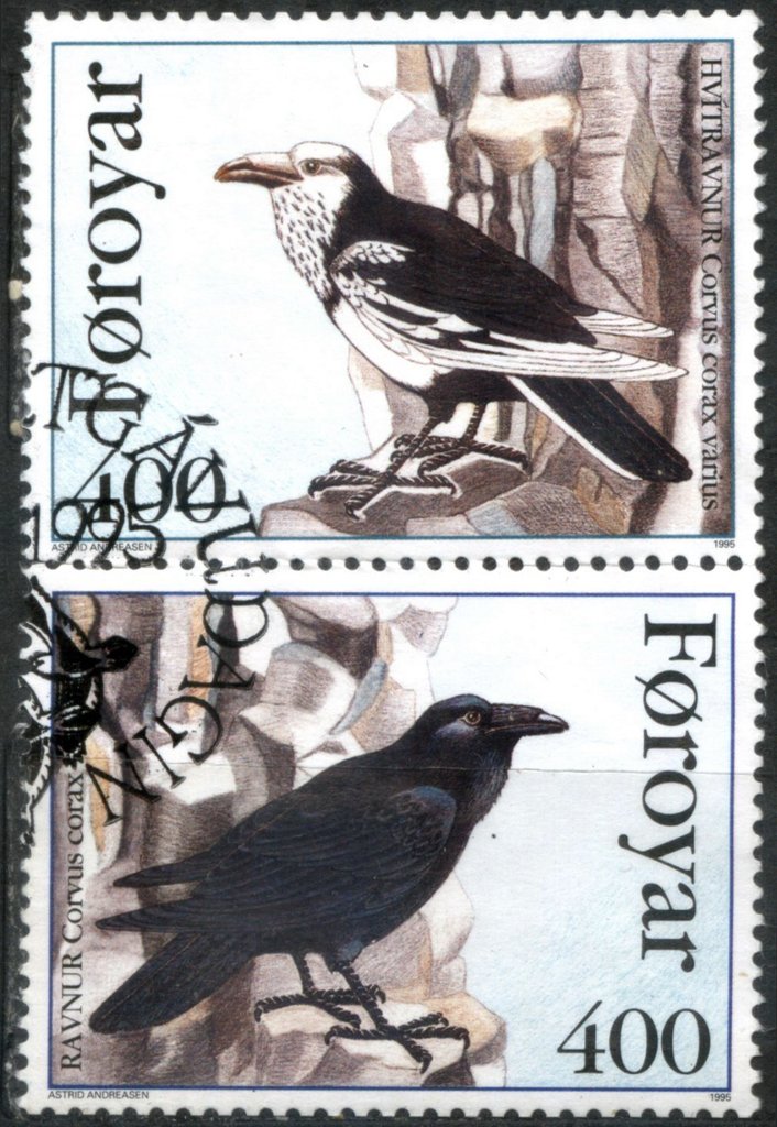 Pied Raven (Corvus corax varius)