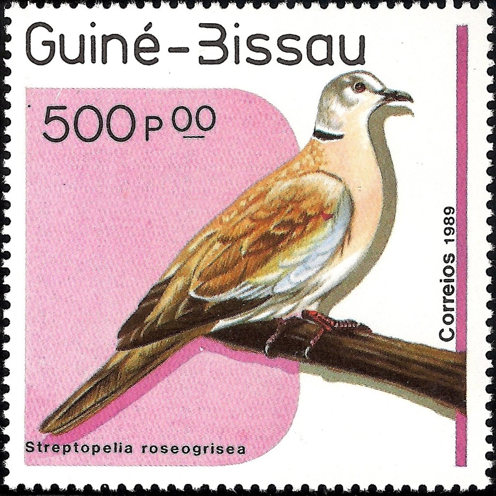 African Collared Dove (Streptopelia roseogrisea)