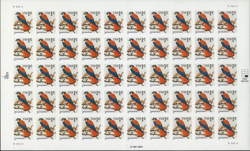 American Kestrel (Falco sparverius)
