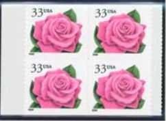 Coral Pink Rose
